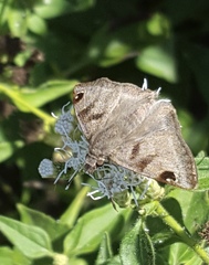 Arteurotia tractipennis tractipennis