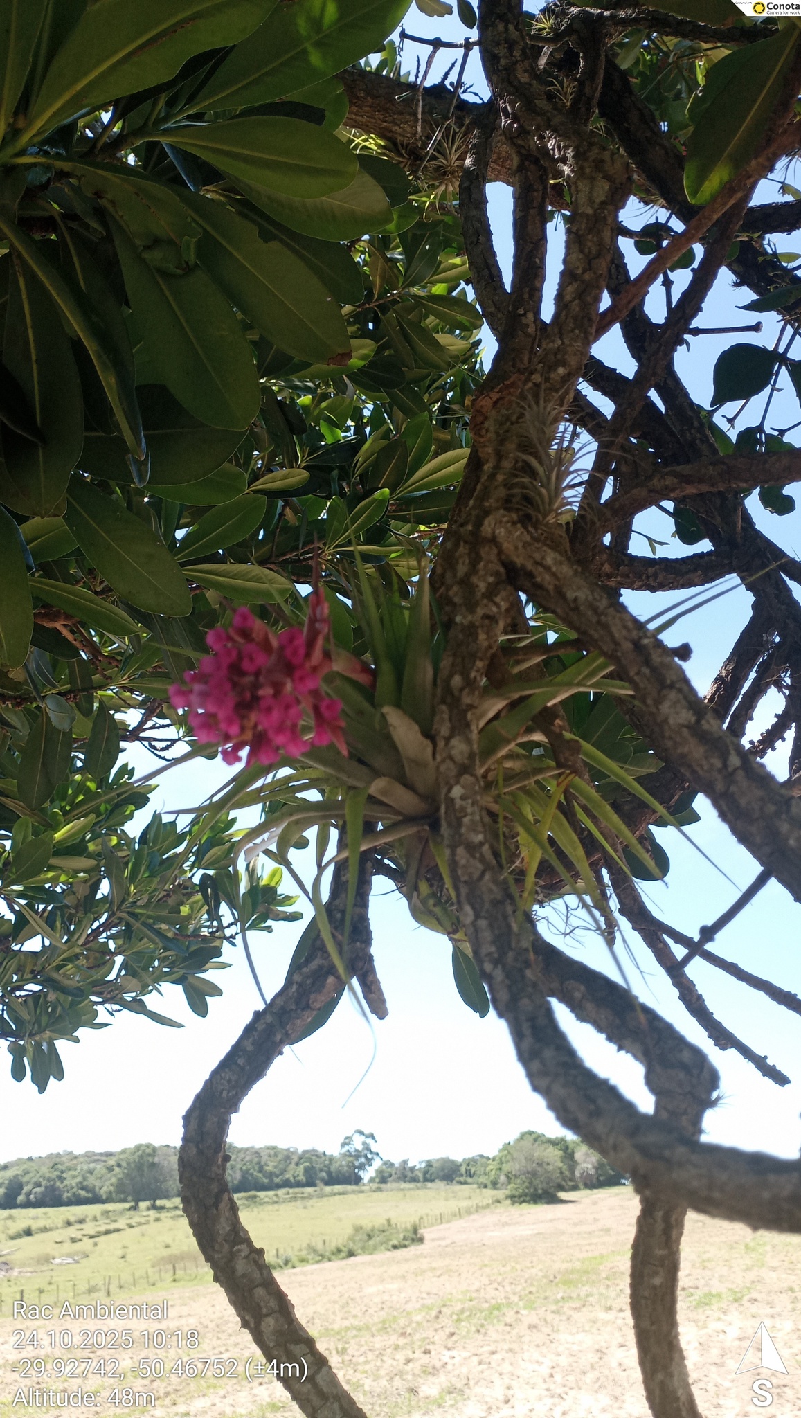 Tillandsia geminiflora