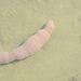 Chinese Innkeeper Worm - Photo (c) Kim, Hyun-tae, some rights reserved (CC BY-NC-SA), uploaded by Kim, Hyun-tae