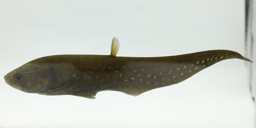 Feather back (Papyrocranus afer) — Notopteridae — 5