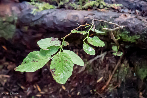 Oval-leaf Blueberry (Vaccinium ovalifolium)