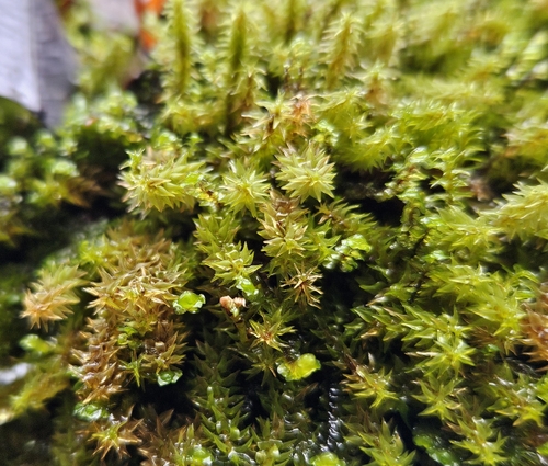 Marsh Forklet Moss (Diobelonella palustris)