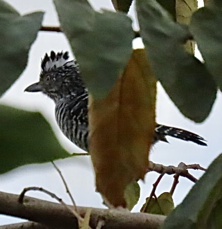 Barred Antshrike (Thamnophilus doliatus), photo 10