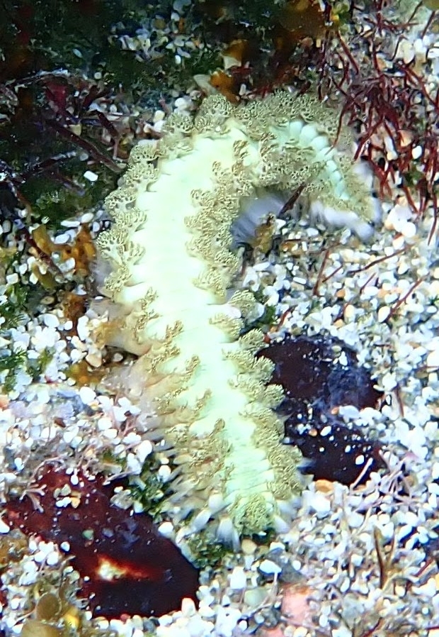 Hermodice carunculata (Pallas, 1766)