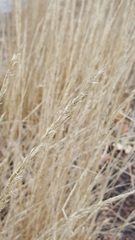 Calamagrostis × acutiflora