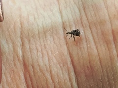 Stephanorhynchus crassus