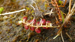 Epilobium pernitens