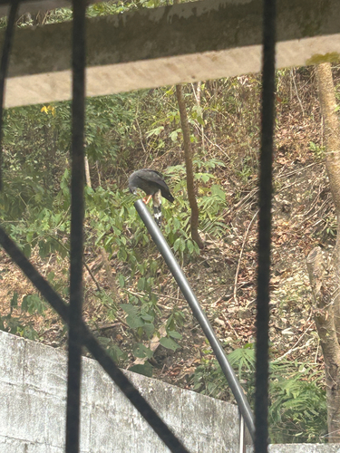 Crane Hawk (Geranospiza caerulescens), photo 4