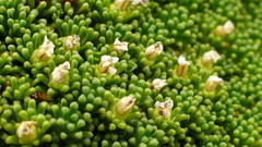 Phyllachne clavigera