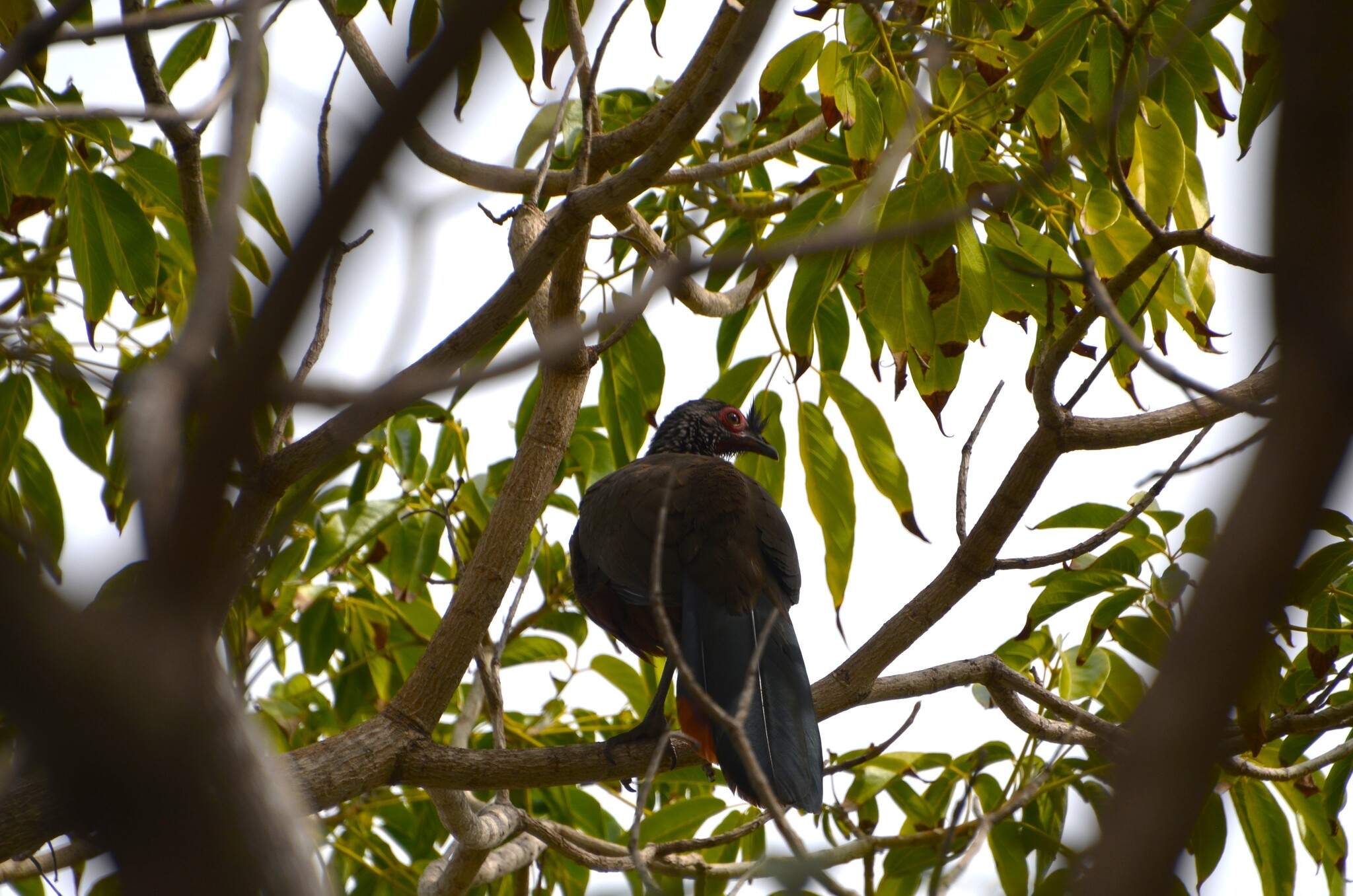 Rufous-bellied Chachalaca (Ortalis wagleri), photo 1