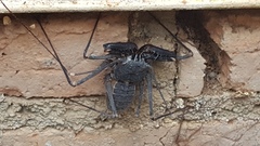 Acanthophrynus coronatus