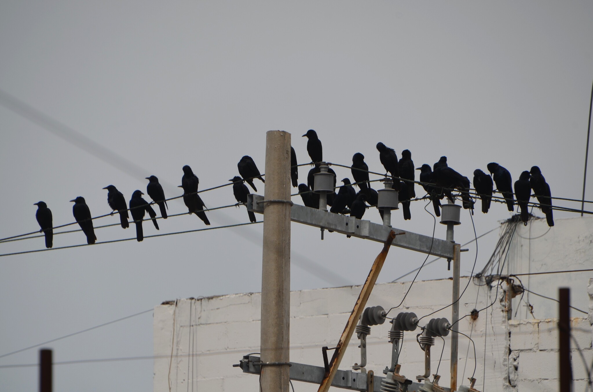 Sinaloa Crow (Corvus sinaloae), photo 1
