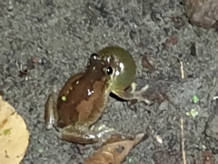 Litoria dentata