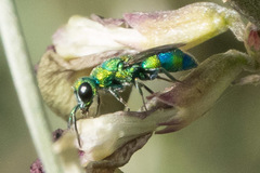 Chrysididae