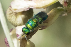 Chrysididae
