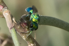 Chrysididae