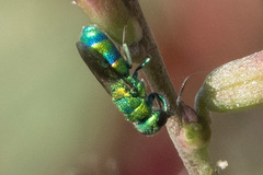 Chrysididae