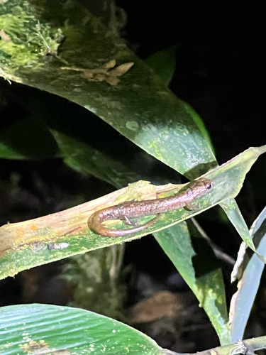 Baja Verapaz Salamander, Cryptotriton veraepacis