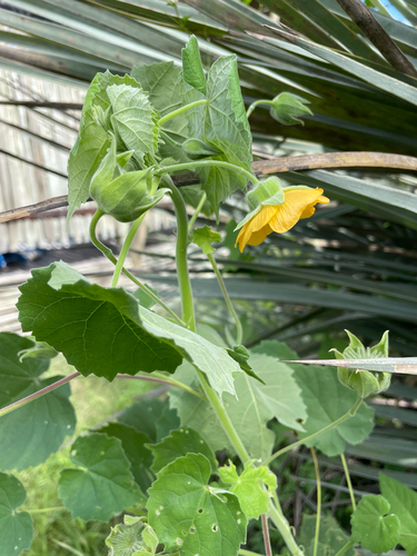 Abutilon grandiflorum, 2026-01-28