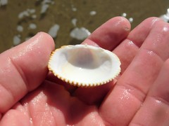 Dallocardia quadragenaria