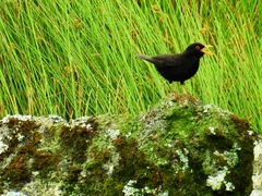 Turdus merula azorensis