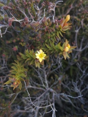 Gnidia humilis