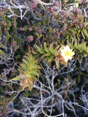 Gnidia humilis