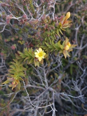 Gnidia humilis
