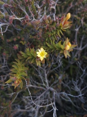 Gnidia humilis