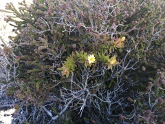 Gnidia humilis