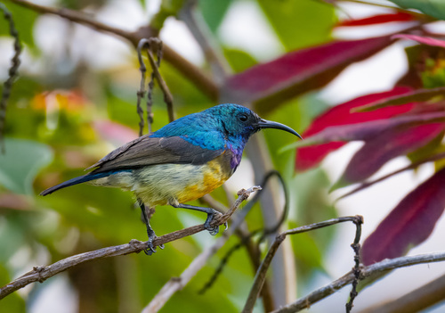 Variable Sunbird photographed in Rwanda
