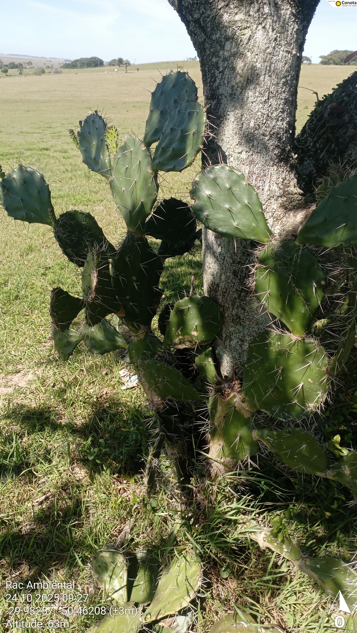 Opuntia monacantha