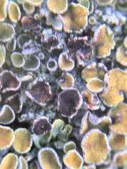 Xanthoriicola physciae