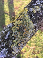 Xanthoriicola physciae