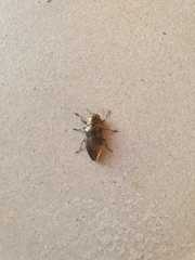 Chrysobothris dorsata