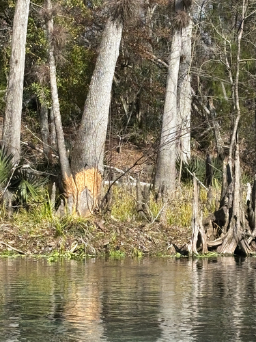 American Beaver photographed in Florida