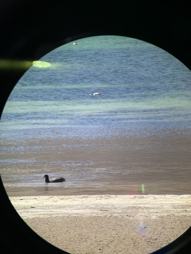 Horned Coot (Fulica cornuta), photo 7