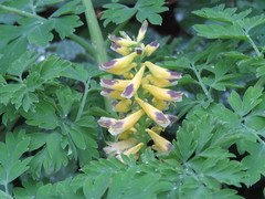 Corydalis heterocarpa