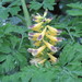 Japan Fernleaf Corydalis - Photo (c) tyler_hoar, some rights reserved (CC BY-NC-ND), uploaded by tyler_hoar
