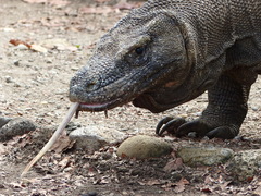 Varanus komodoensis