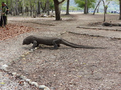 Varanus komodoensis