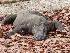 Varanus komodoensis