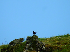 Turdus merula azorensis