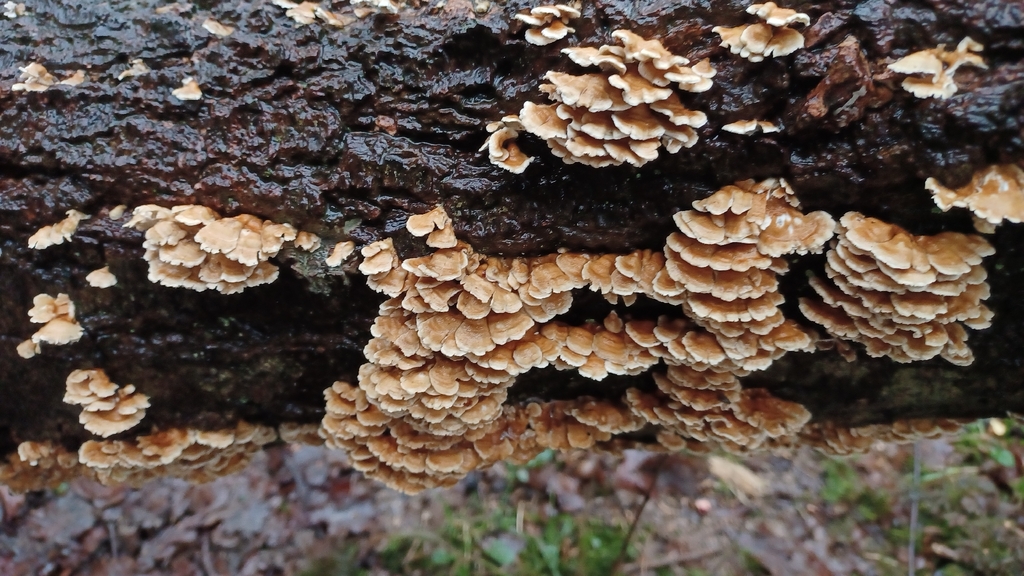 Plicatura crispa · February 2026 · photo: © phil480 (iNaturalist, cc-by)