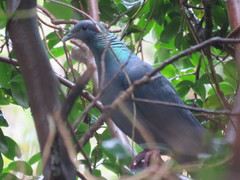 Columba janthina
