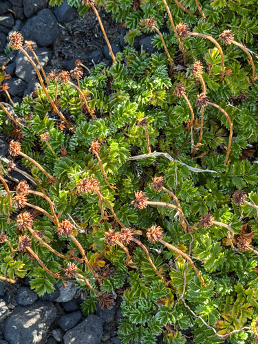 Acaena antarctica