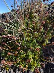 Acaena antarctica, photograph (c) Cody Hinchliff, some rights reserved (CC BY)