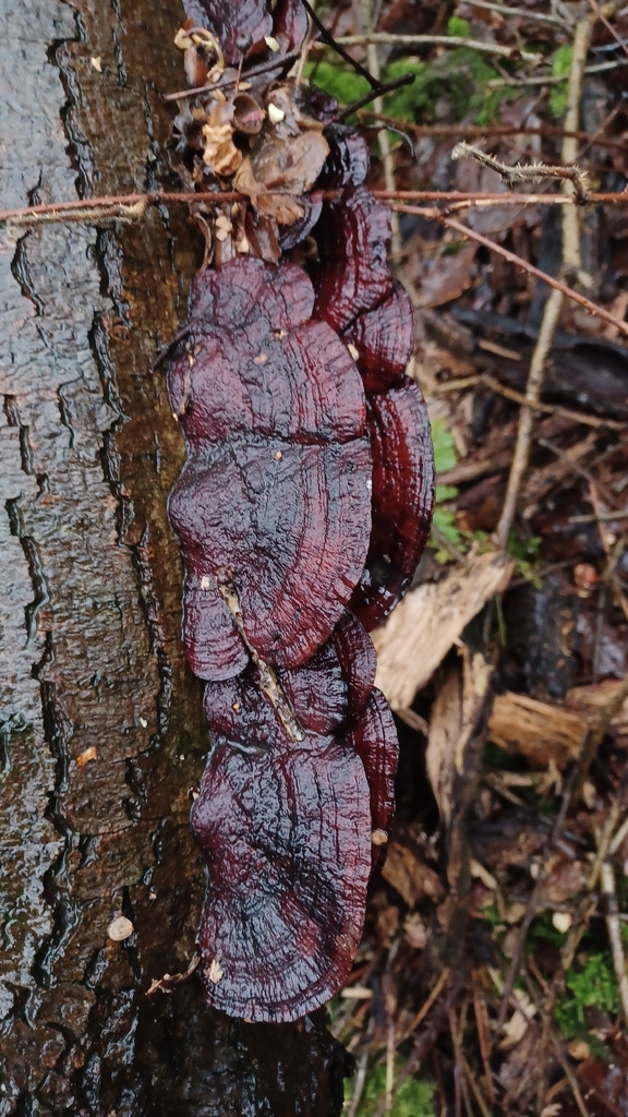 Daedaleopsis confragosa · February 2026 · photo: © phil480 (iNaturalist, cc-by)