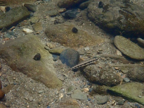 Bridled Darter