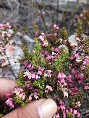 Erica placentiflora